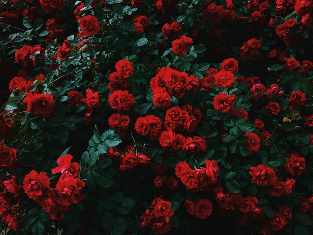 Nikita Tikhomirov Dv7cSiHurKM Unsplash 1024x768