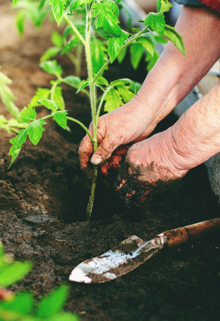 services-02 Hands planting a tomato seedling in rich soil, symbolizing growth and sustainability.