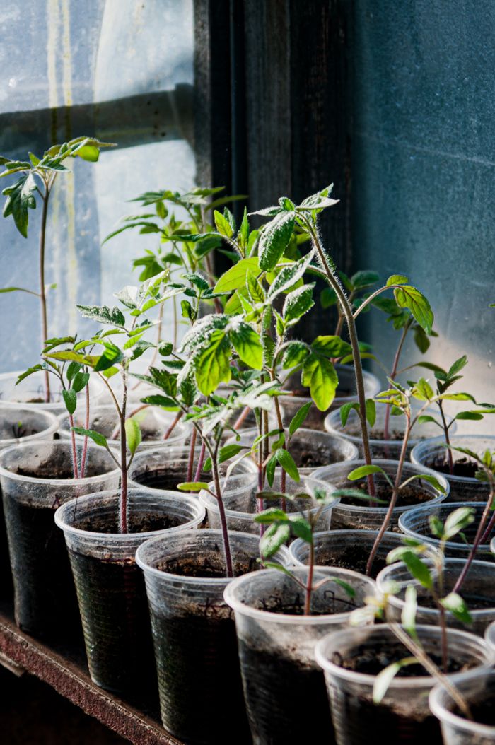 gallery-2 Young tomato seedlings thrive indoors in recycled plastic cups, showcasing sustainable gardening.