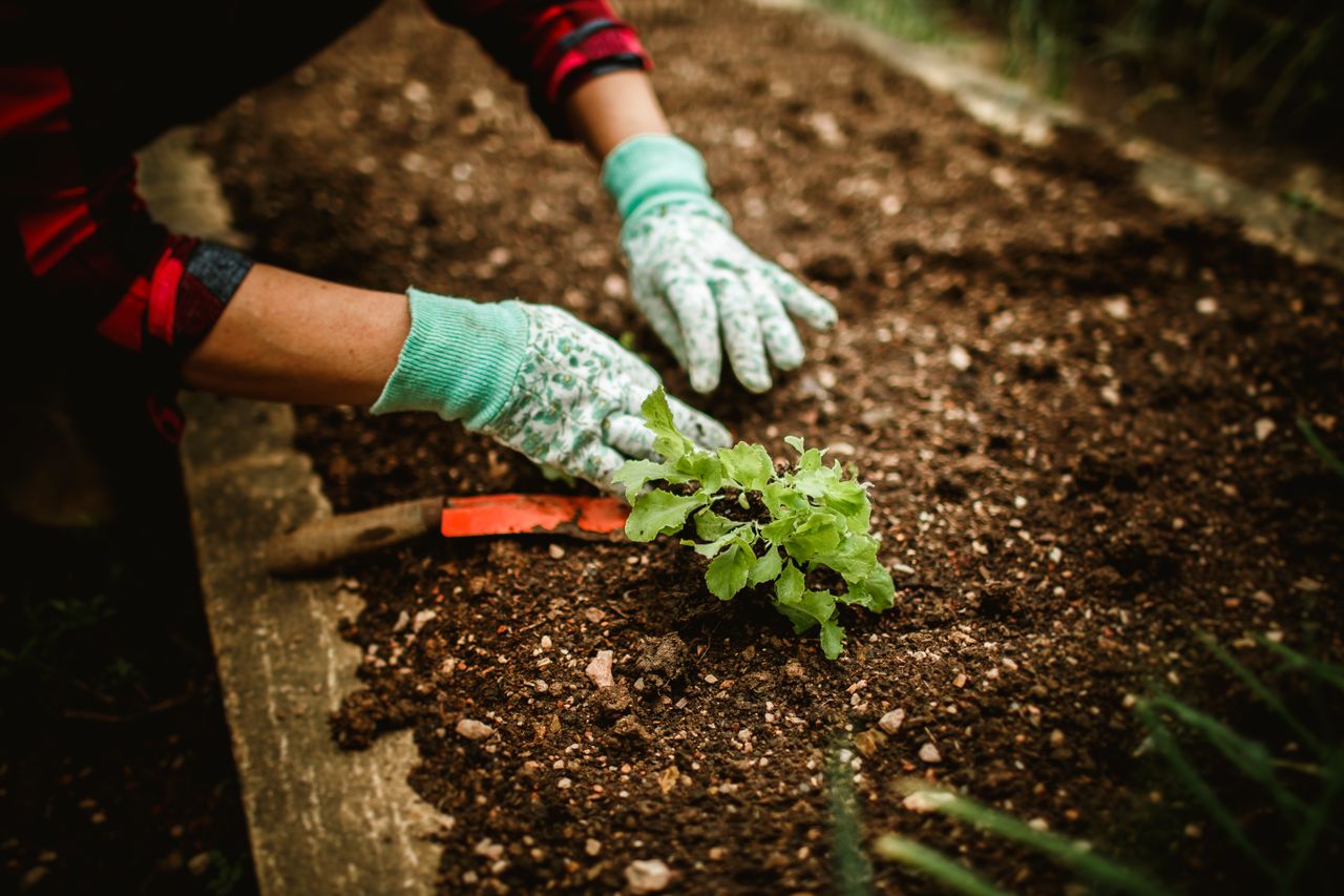 services-img A gardener wearing gloves plants a seedling in soil, showcasing outdoor gardening.