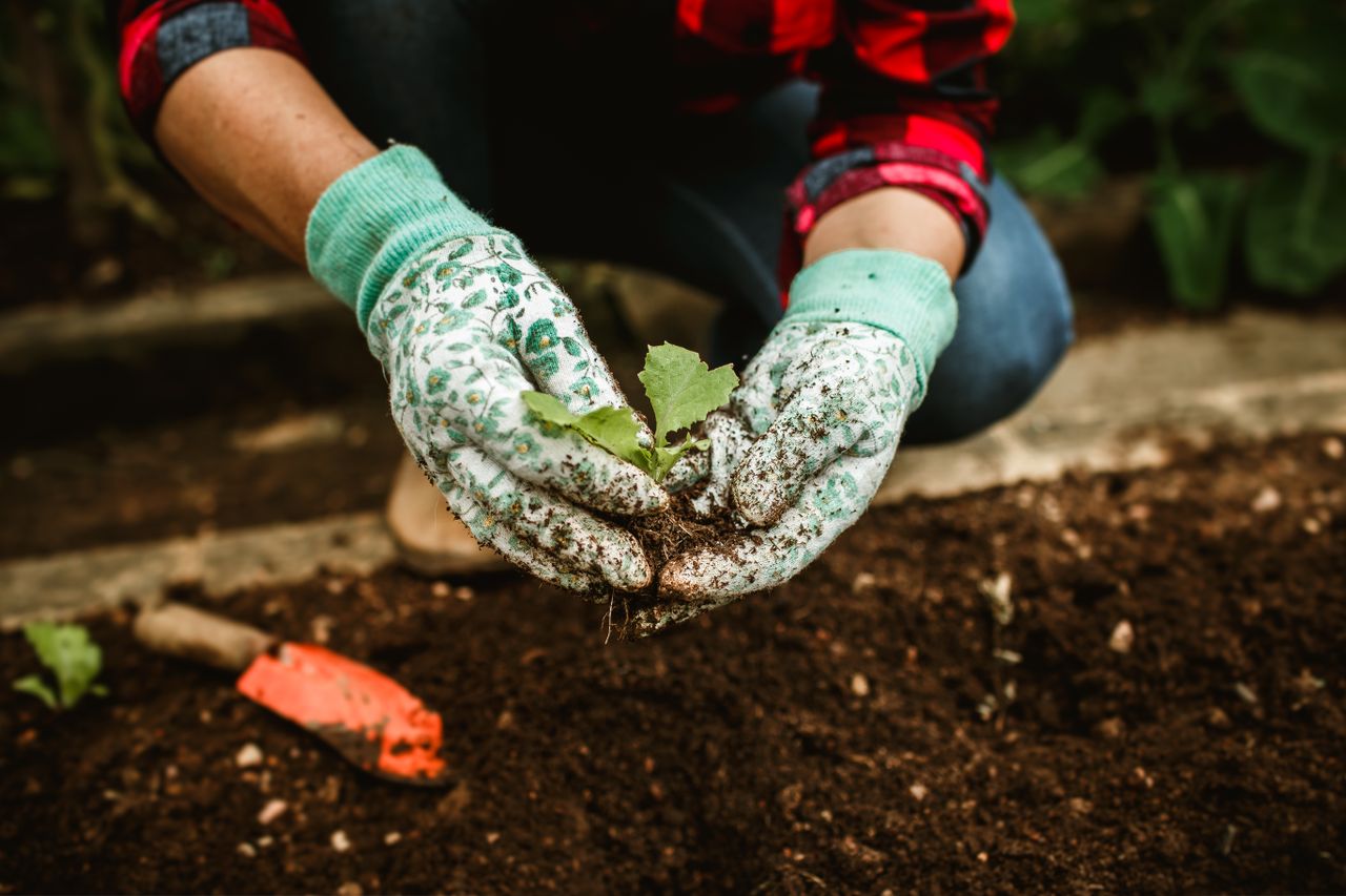 Close-up of hands with gloves planting a seedling in rich soil, a symbol of sustainable gardening.
