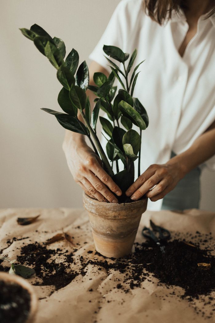 why-choose-us Person potting a houseplant with soil, showcasing indoor gardening practice.
