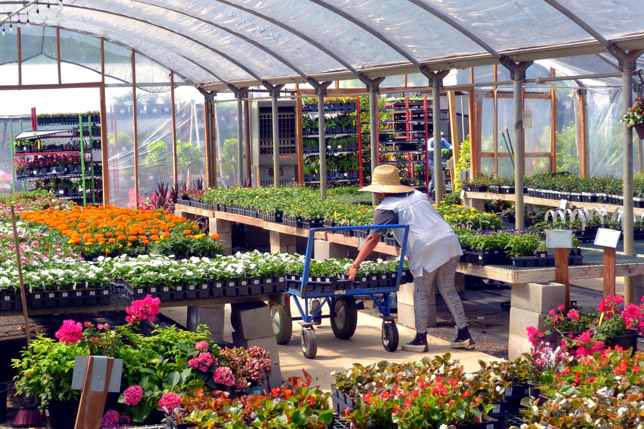 about-01 A gardener works among vibrant flowers in a Bullard, Texas greenhouse, showcasing spring blooms.
