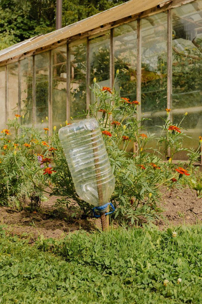 gallery-3 A sustainable garden with marigold flowers and a recycled plastic bottle irrigation system.