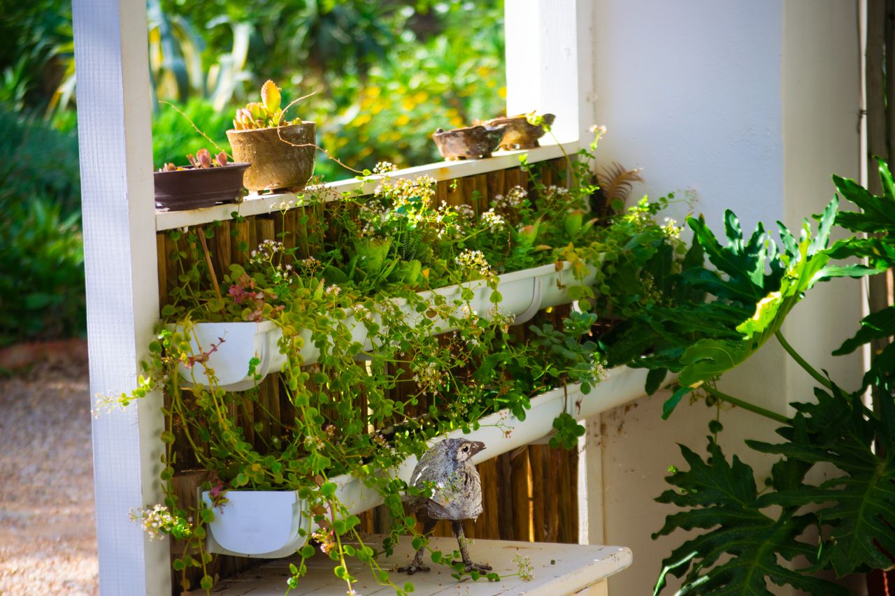 services-01 A vibrant vertical garden with potted succulents and lush greenery in natural sunlight creating a serene atmosphere.