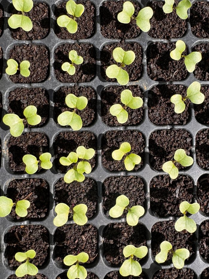 gallery-1 Top-down view of young green seedlings growing in nursery trays, vibrant and healthy.