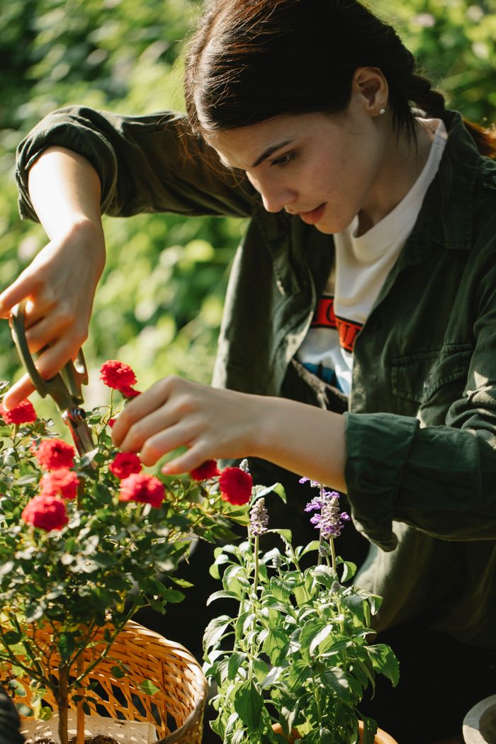 services-01 Side view of ethnic female gardener with scissors cutting stems of pink flowers placed in wicker basket while working in sunny garden with green plants on blurred background
