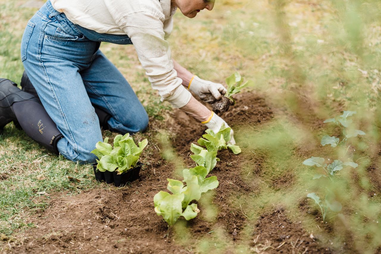services-04 Crop unrecognizable gardener in gloves and boots planting green seedlings into soil in garden with tree