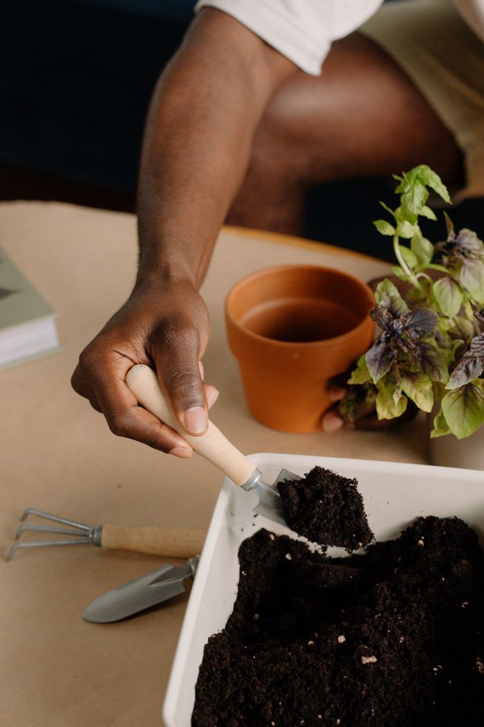 Crafting Captivating Headlines: Your awesome post title goes here A close-up of indoor gardening with a hand tending to potted basil using gardening tools.